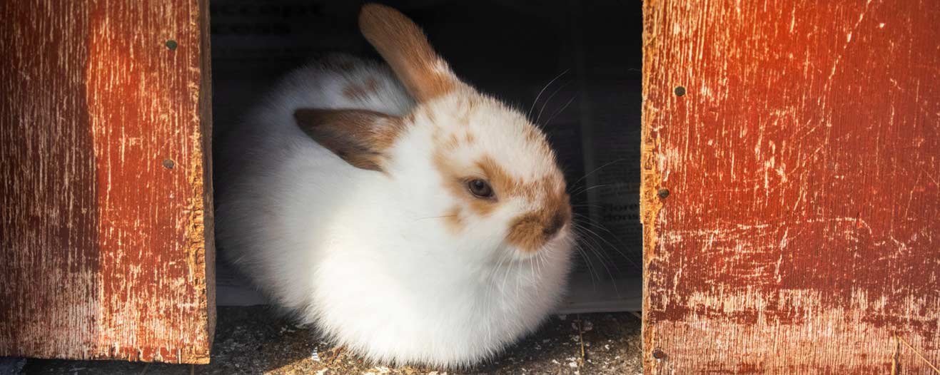 A white and orange rabbit sitting in a wooden hutch