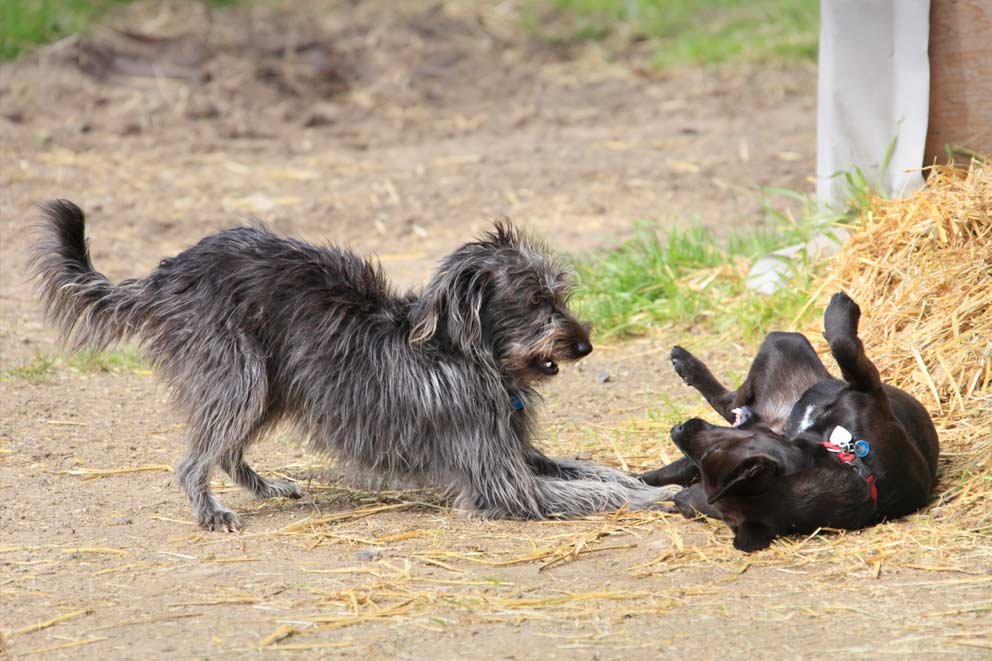 Two cross-breed dogs playing one playing.