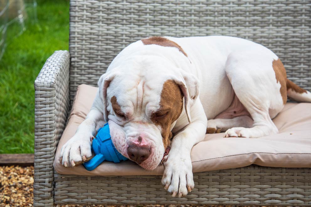 A bull-mastiff cross type dog sitting on a chair in the garden trying to get a treat out of an enrichment Kong.