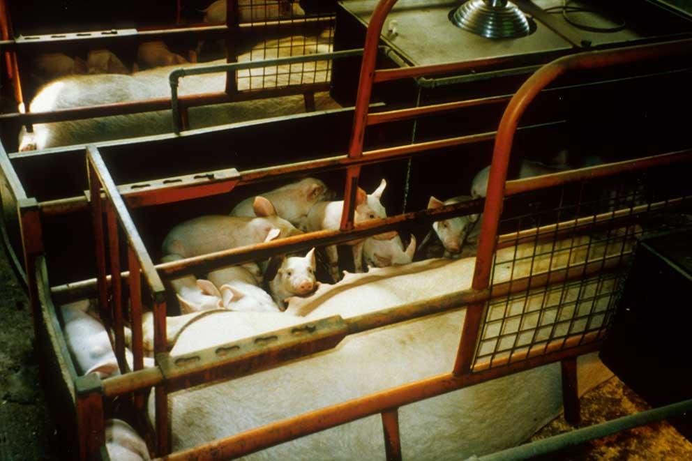 A sow feeding piglets in a farrowing crate