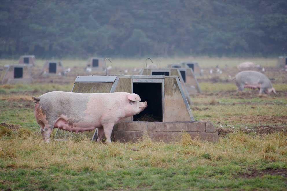 Adult sows with arks in Freedom Food accredited breeding unit, Suffolk, UK