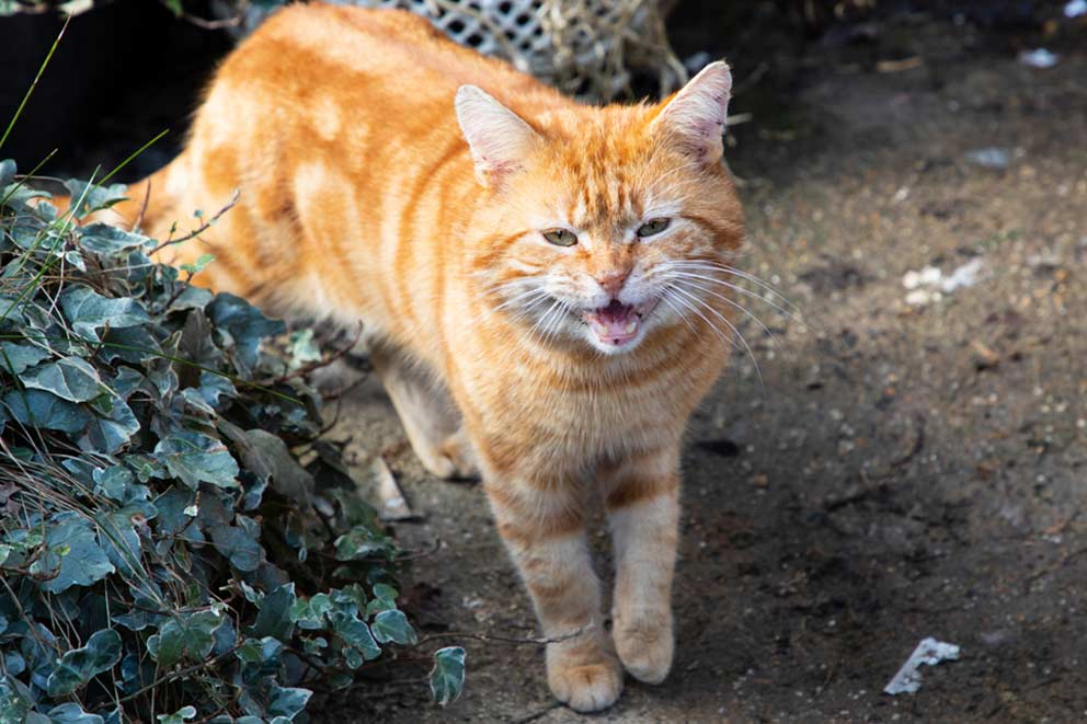 A ginger cat meowing to camera.