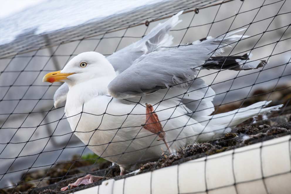 Seagull trapped in netting.