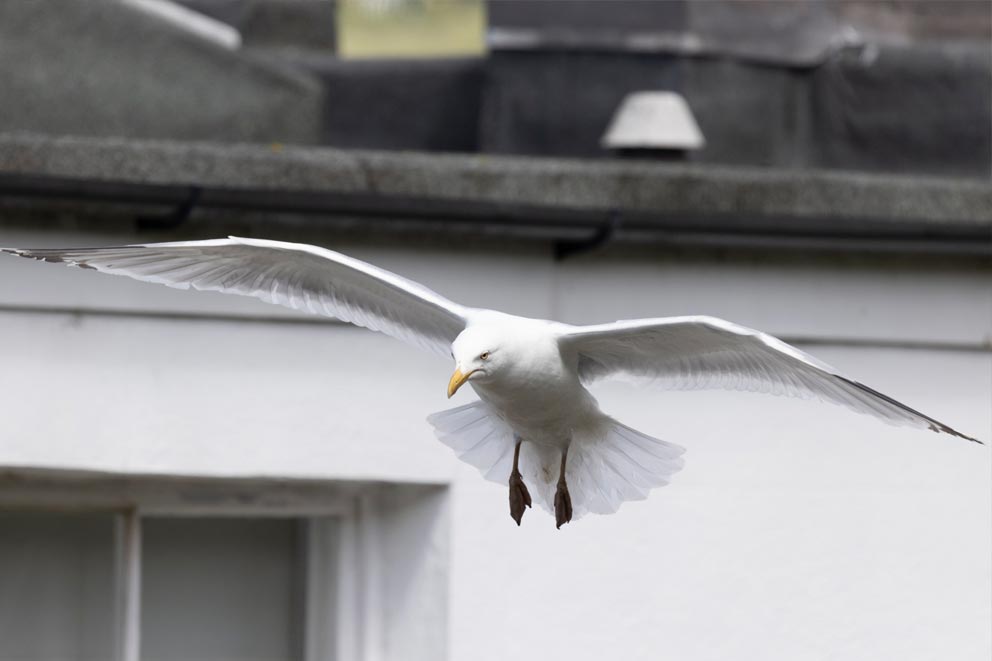 Image of a gull mid flight