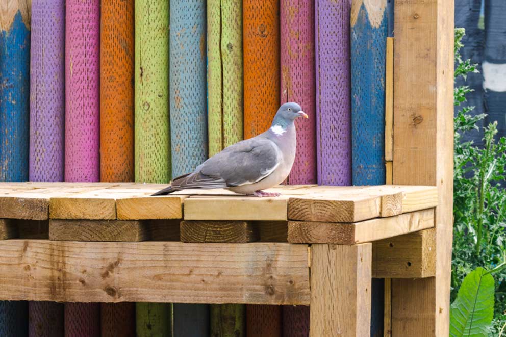 Woodpigeon perched on a garden bench.