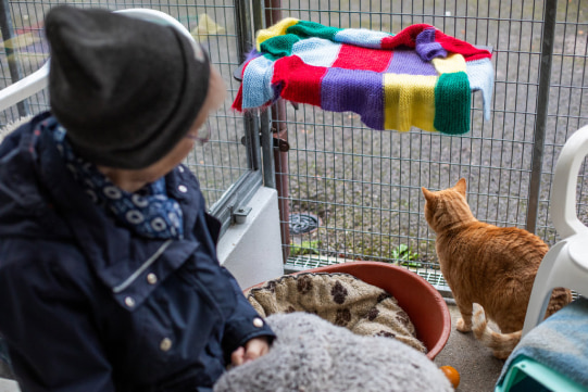Inside one of the cat pods at Ashley Health Animal Centre showing a cosy blanket and basket for the rescue cats.