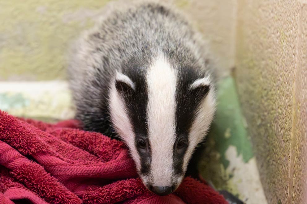 A rescued badger cub snuffling around a red towel.