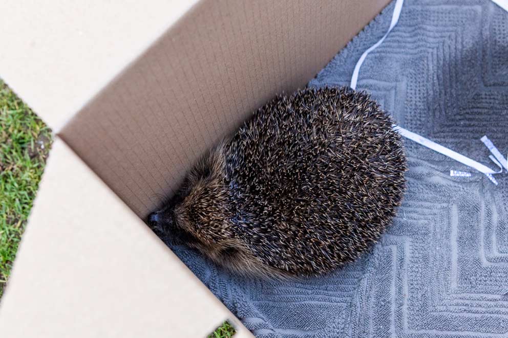 A hedgehog rescued from a garden and placed in a large box to take to the vet.