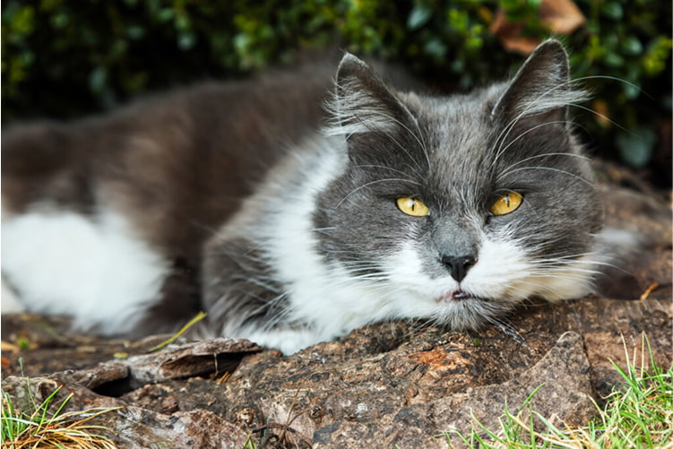 A fluffy, long haired grey and white cat looking at the camera while laying on a garden path.