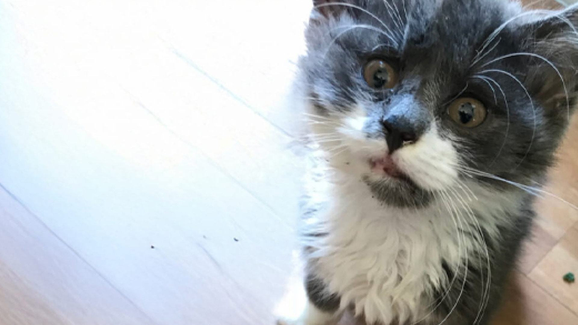 A small, scruffy and dirty grey and white kitten looking up at the camera.