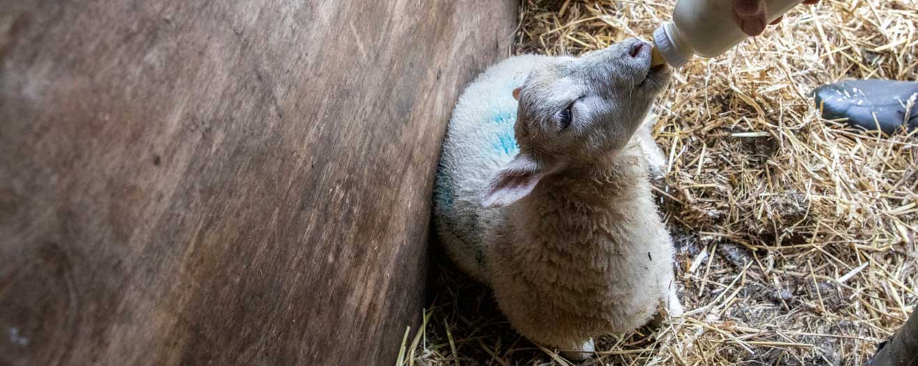 A young lamb being hand bottle-fed in the stable.