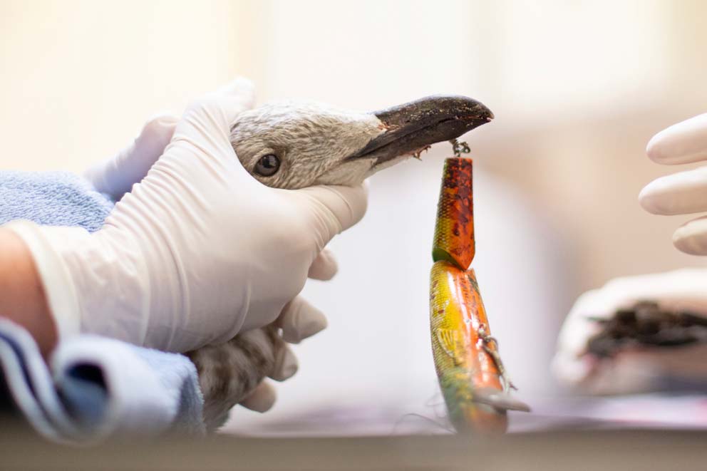 A seagull receiving vet care for a fishing hook stuck in its beak.