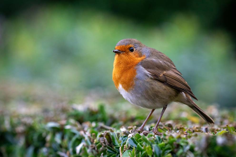 A robin standing on mossy ground.
