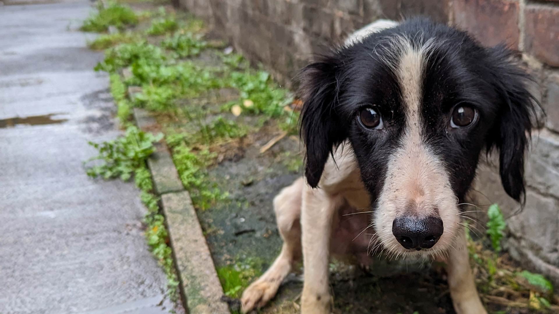 Floss, a black and white dog sitting on the ground outside looking sadly at the camera.