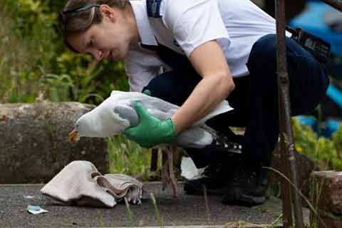 An RSPCA inspector picking up an injured seagull with gloves.