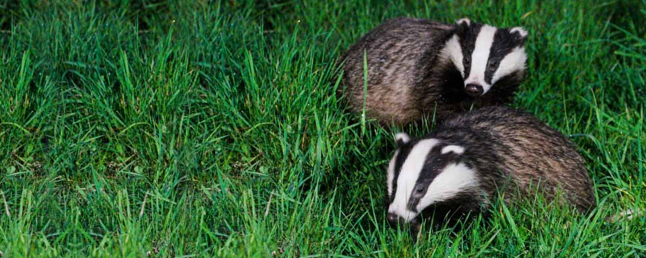 Two badgers out at night sat amongst long grass.
