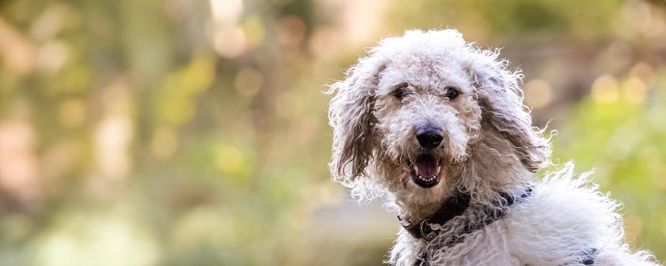 A close up of Bramley, a large fluffy mixed breed dog looking happy in a garden.