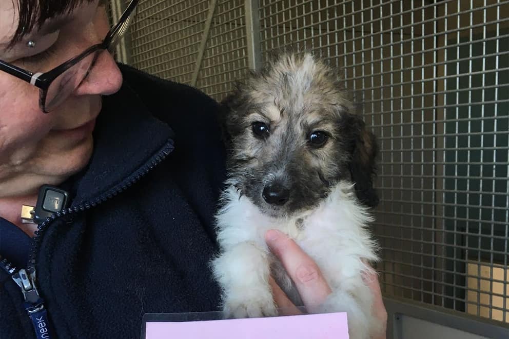 Bramley, a small fluffy puppy being held by an RSPCA staff member at Woodside Animal Centre.