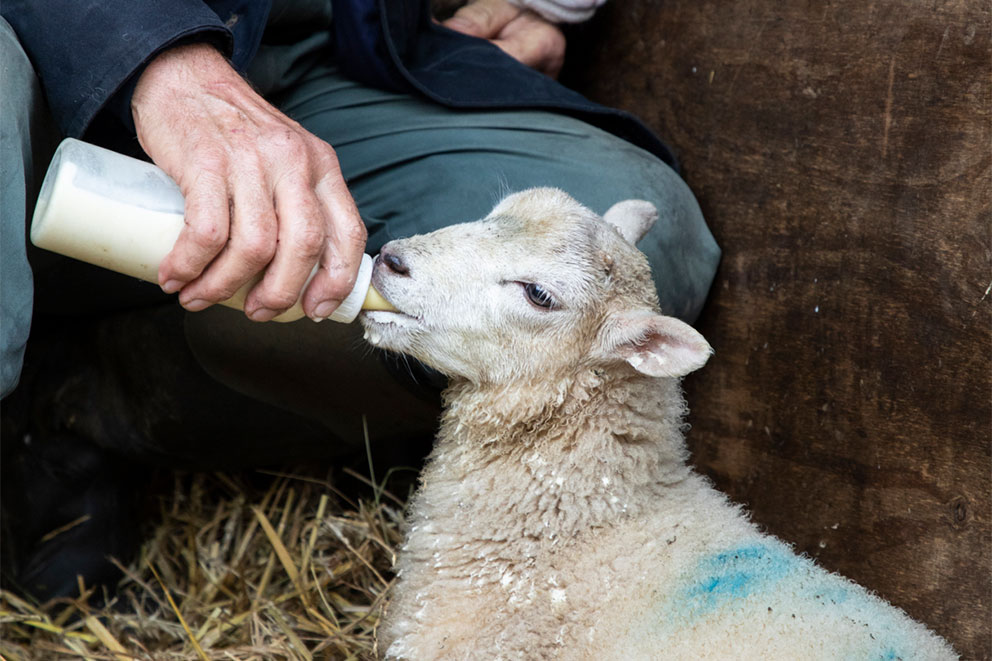 A person feeds milk from a bottle to a young lamb who is standing on a bed of straw.