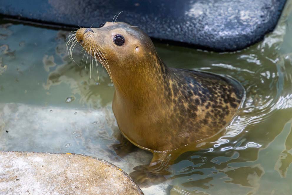 A grey seal awaiting food in a rehabilitation pool at East Winch Wildlife Animal Centre.