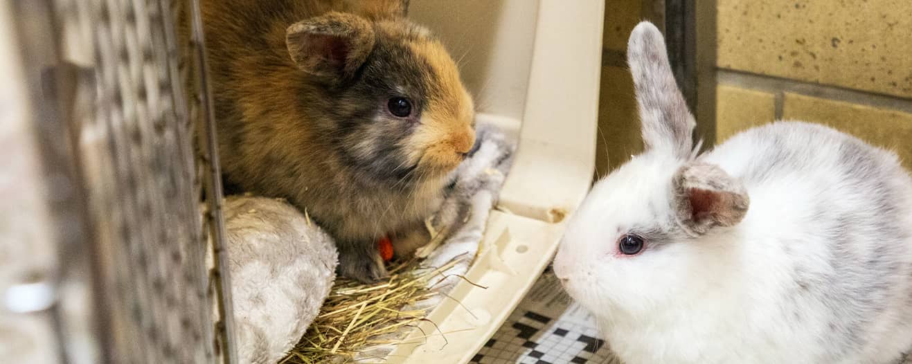 Two rabbits greeting each other through the side of an enclosure.