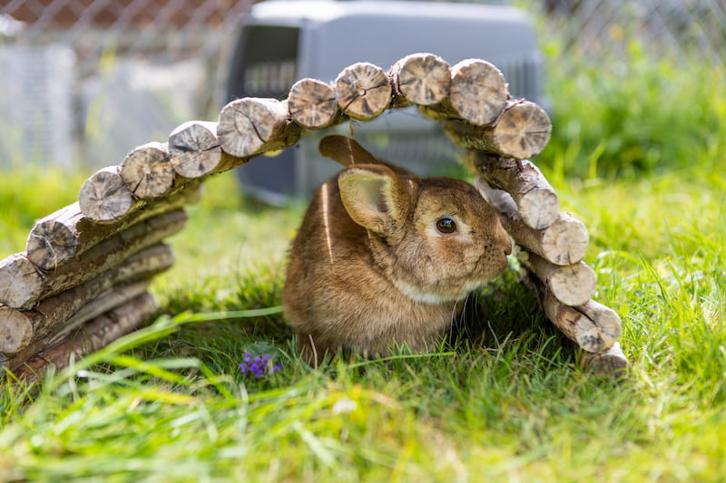 A brown rabbit sitting beneath a curved wooden shelter on the grass.