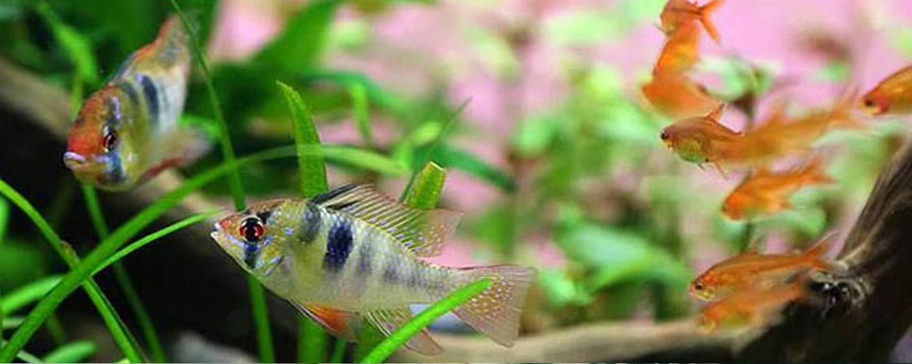 Two German ram cichlids swim among bright green aquatic plants in a planted aquarium.