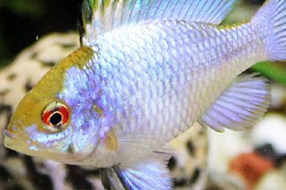 An electric blue ram cichlid fish swimming in an aquarium, displaying shimmering light-blue scales and a bright red eye.