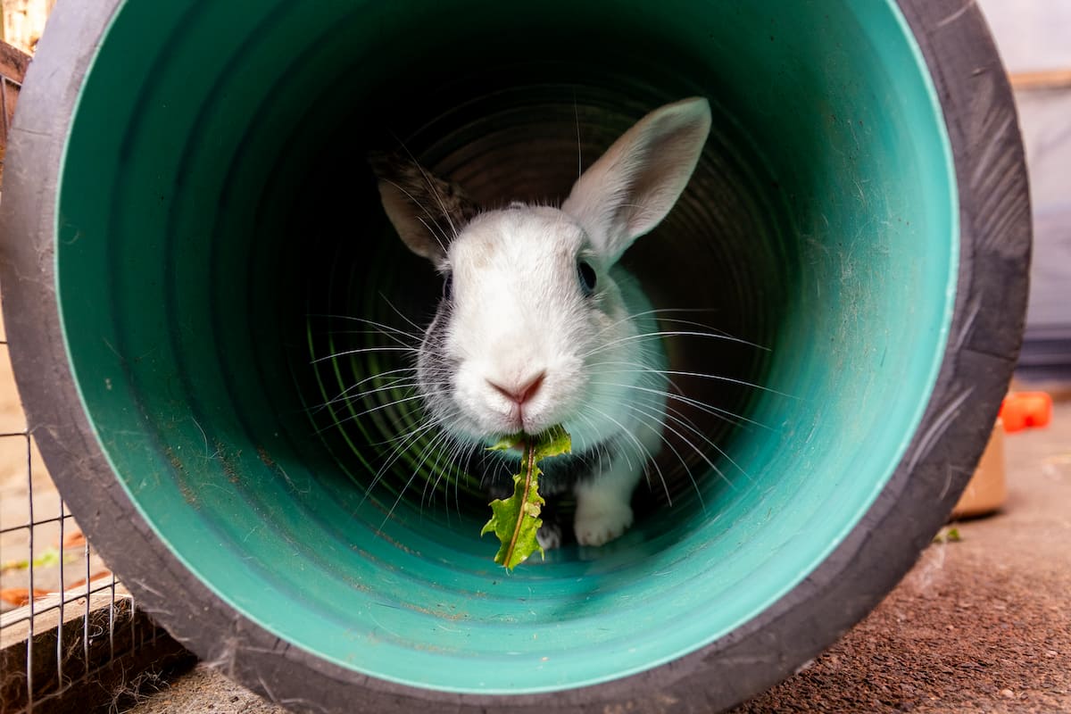 A rabbit eating leafy greens inside a large tunnel.