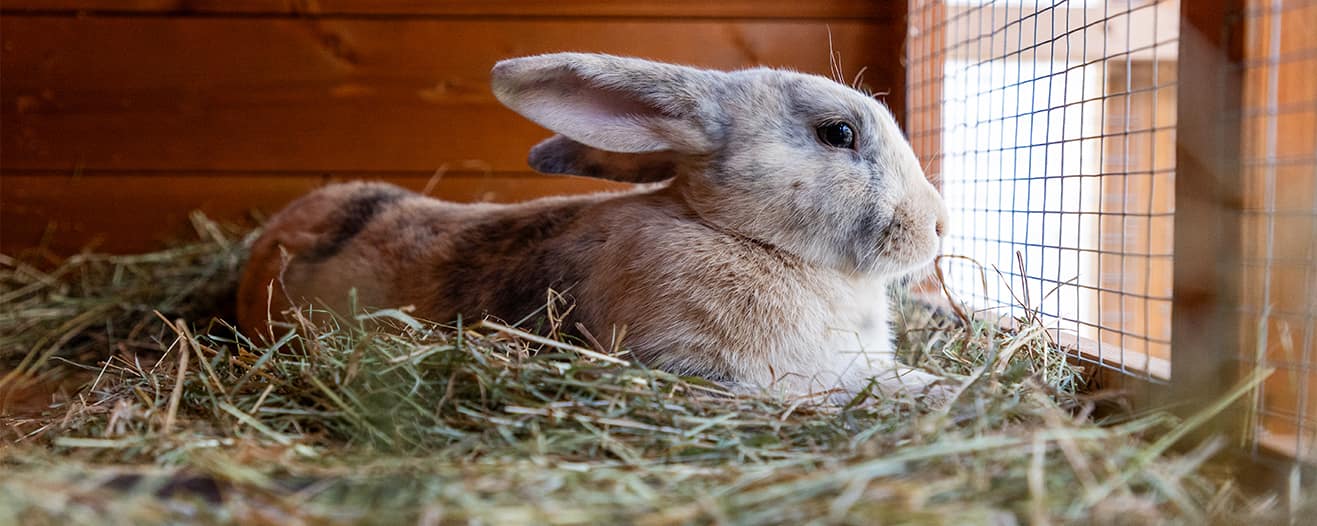 A rabbit lying comfortably on hay inside a wooden shelter.