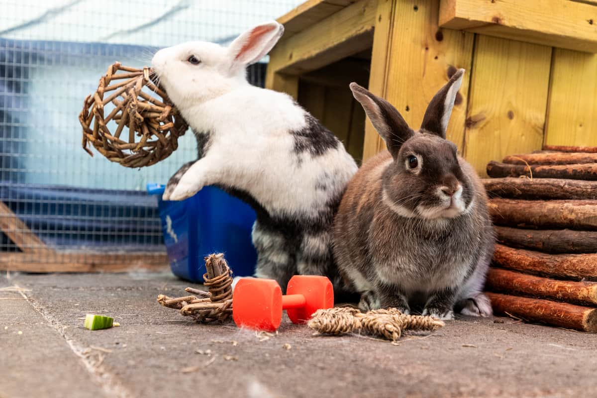 Two rabbits exploring toys and enrichment items in their enclosure.