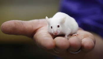 How long do mice deals live as pets