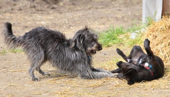 Rspca 2024 crate training