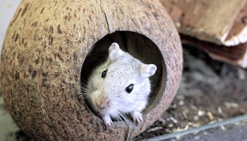 Best treats for clearance gerbils