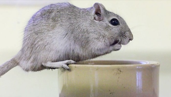 Gerbil diet sale