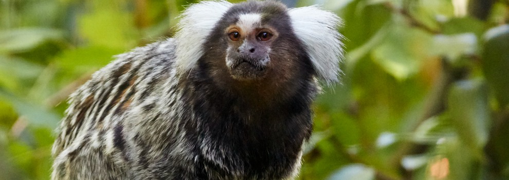 full grown pygmy marmoset monkey