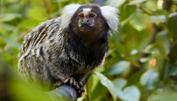 Squirrel monkey deals pet