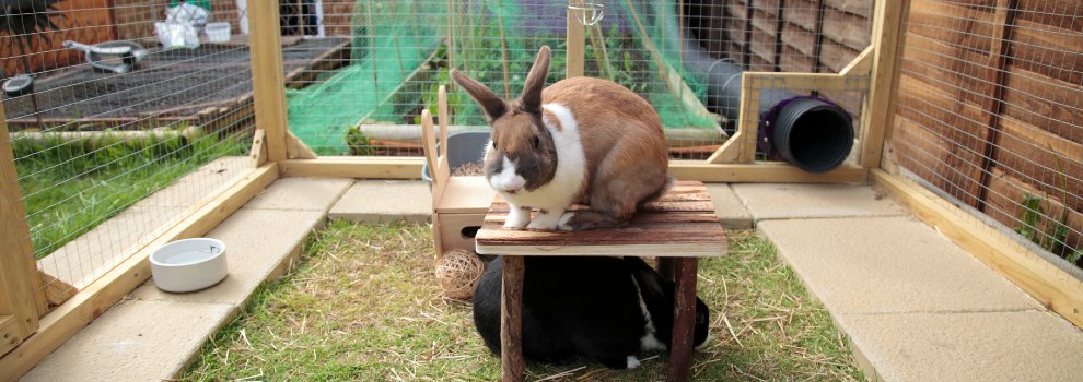 Rspca rabbit hutch clearance size