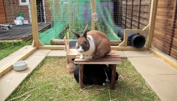 Rspca 2025 rabbit hutch