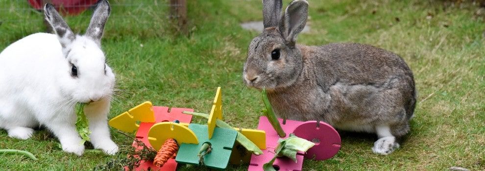 are rabbits smart like dogs