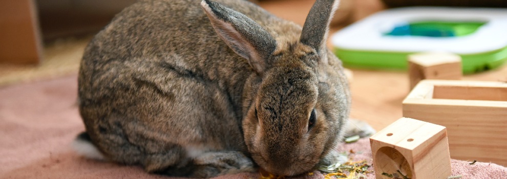 Homemade wild rabbit clearance feeders