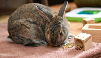 Wild rabbit clearance feeder