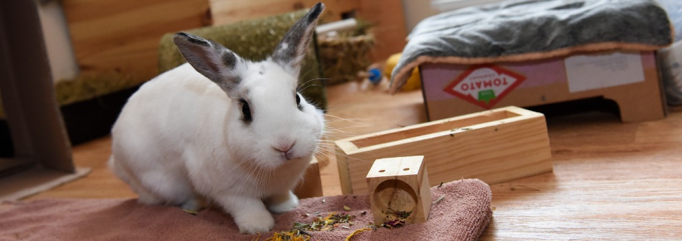 Rabbits living indoors RSPCA rspca