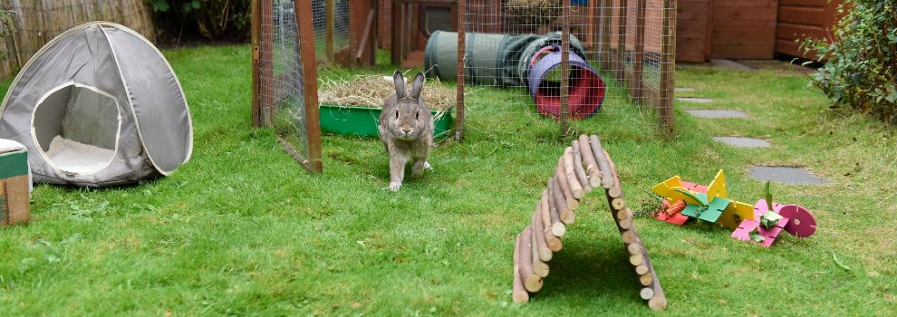 Rspca rabbit outlet hutch size