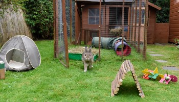 Rspca rabbit outlet hutch