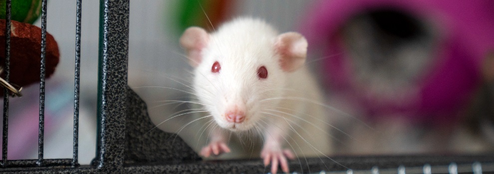 Things poisonous to your pet rat