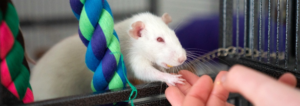 Year of the Rat: Here Are 4 Ways Rats Suffer in Experiments and How You Can  Help Them