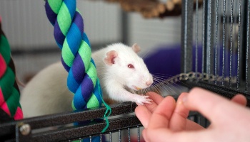 Wild rats as store pets