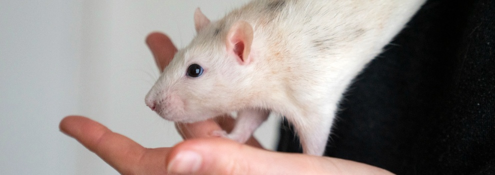 Henry the hamster is looking for his forever home! Stop by to meet