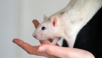 https://www.rspca.org.uk/documents/1494939/7712581/1151905-female-domestic-rat-human-hand_350x200.jpg/5b40ac75-2f9d-4364-4ec8-f9027d39ef4c?t=1652103422140